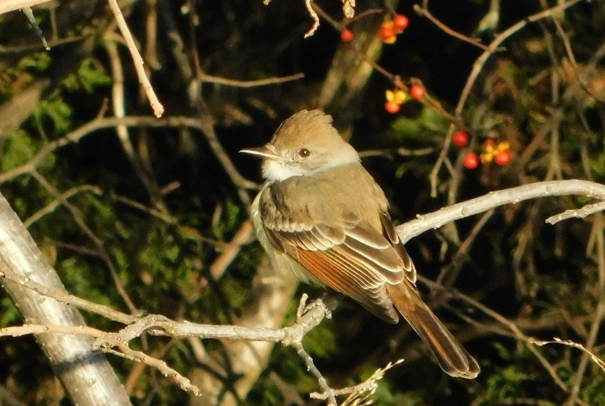 Ash-throated Flycatcher - ML646056293