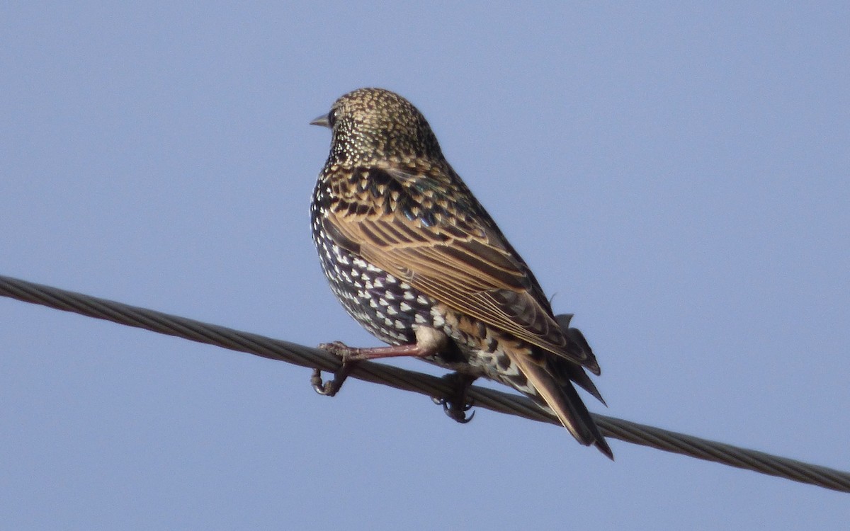 Шпак звичайний - ML646056296