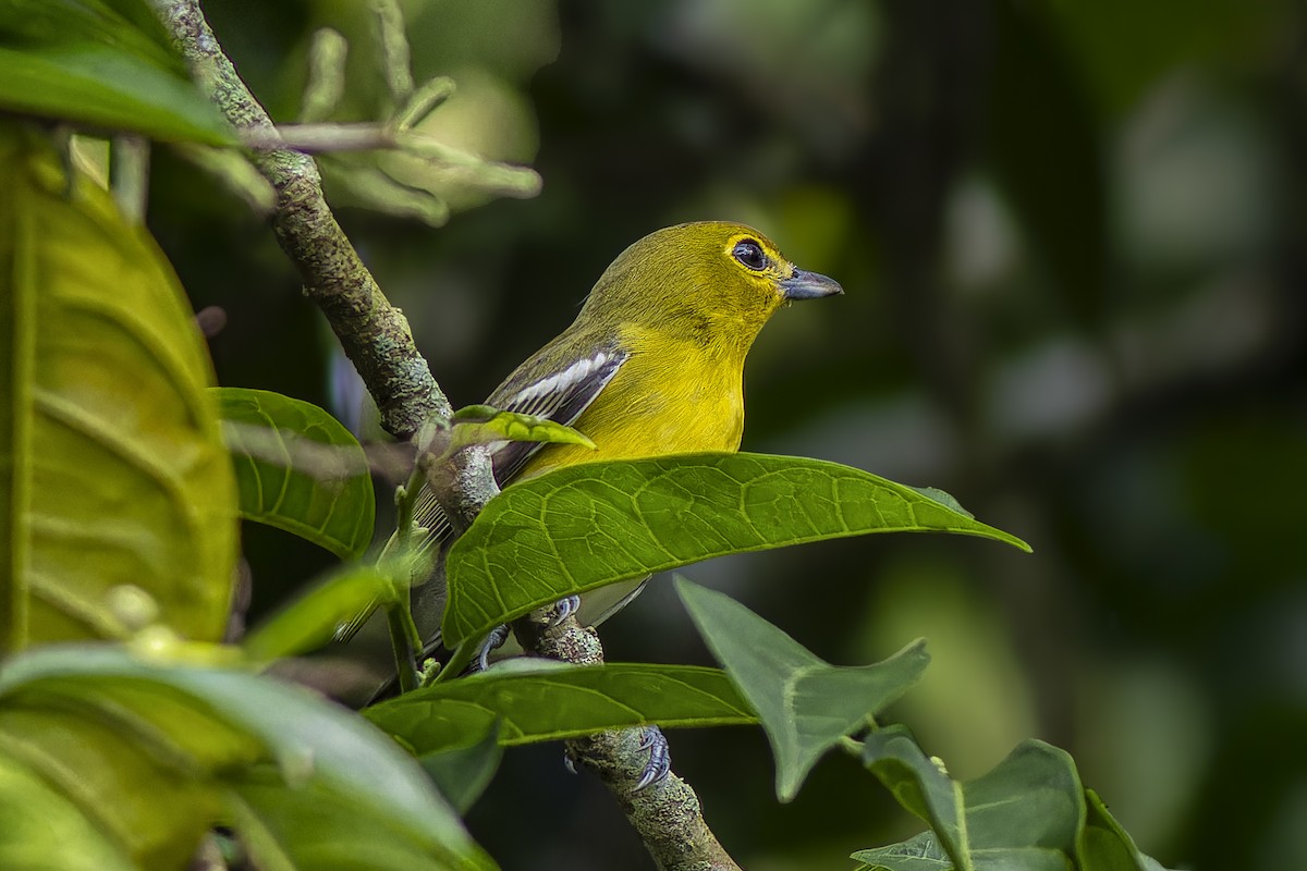 Yellow-throated Vireo - ML646056297