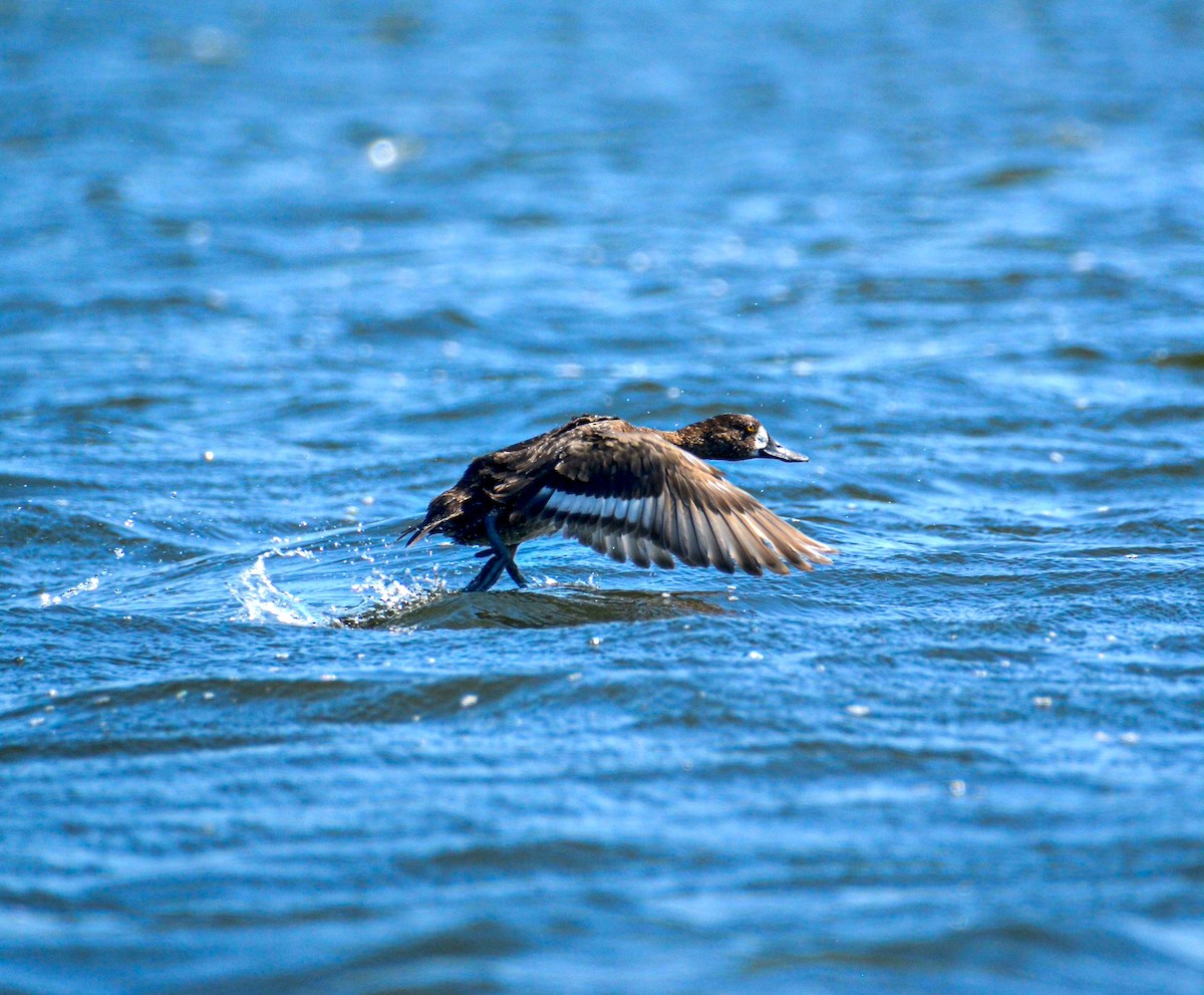 purpurhodeand - ML646056338