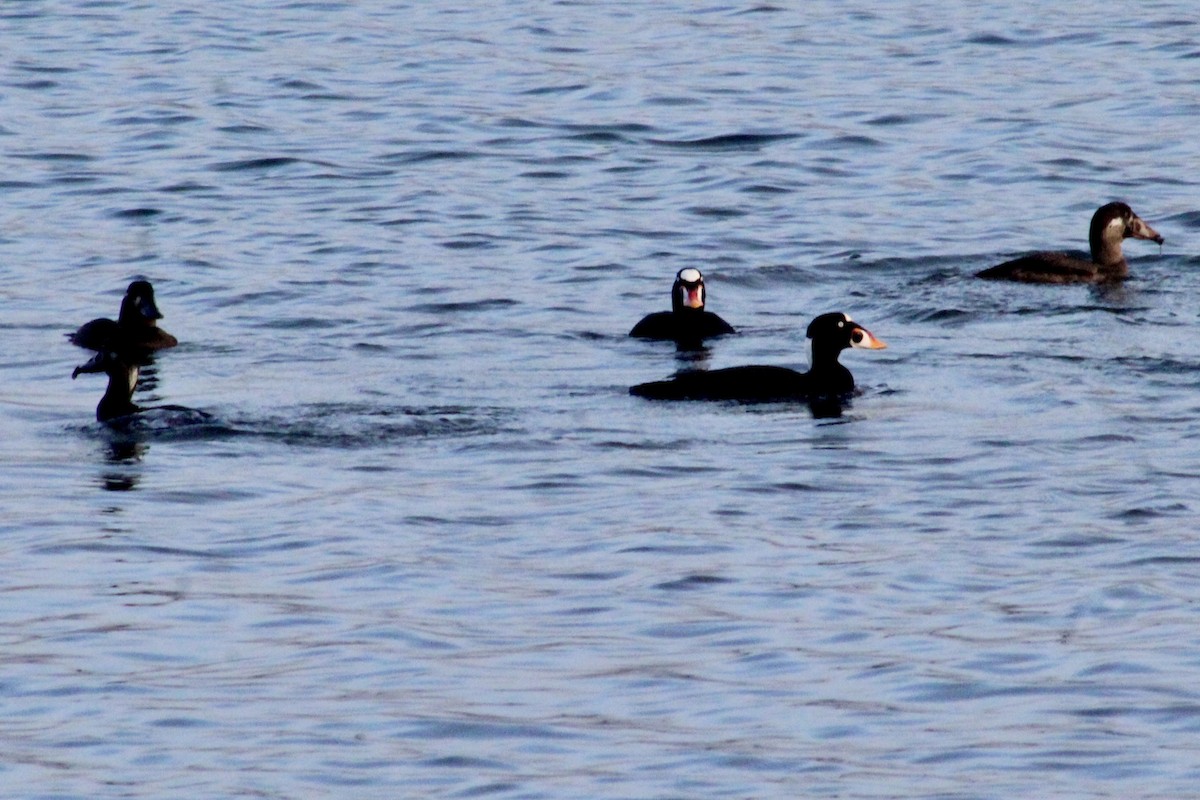 Surf Scoter - ML646056345