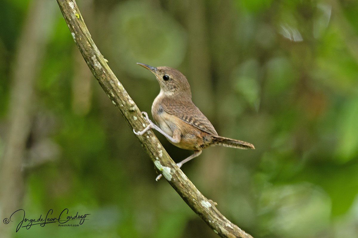 Southern House Wren - ML646056346