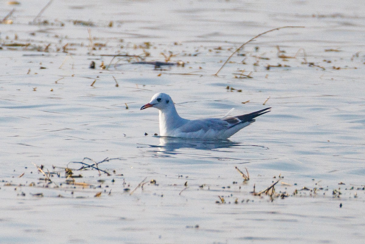 Black-headed Gull - ML646056358