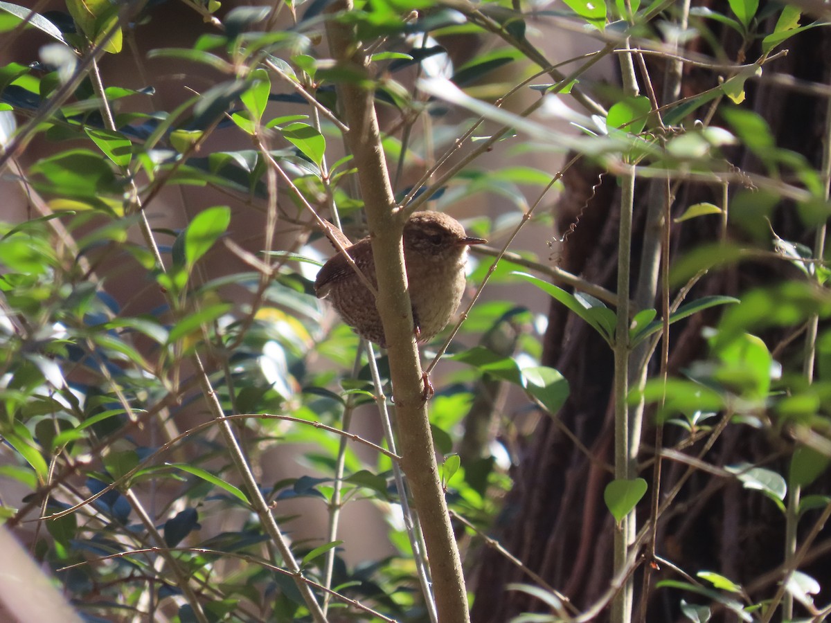 Winter Wren - ML646056359
