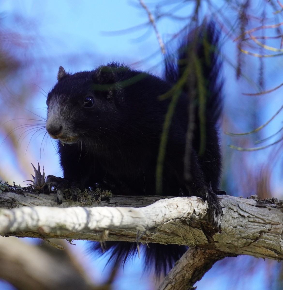 Big Cypress Fox Squirrel - ML646056360