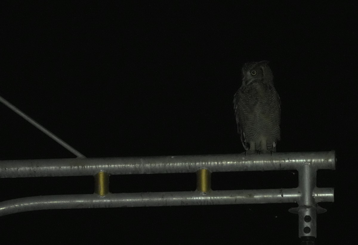 Arabian Eagle-Owl - ML646056363