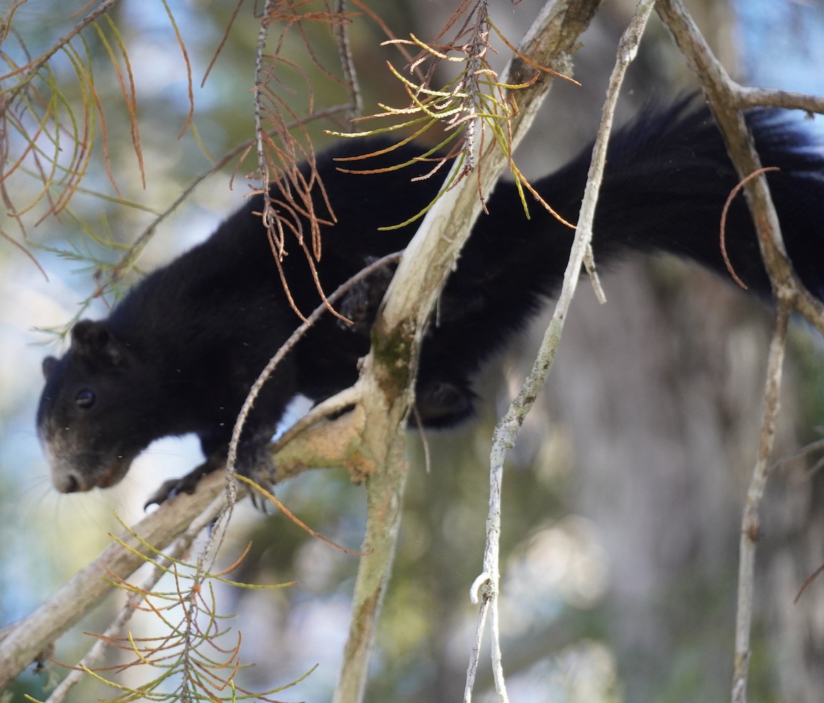 Big Cypress Fox Squirrel - ML646056366