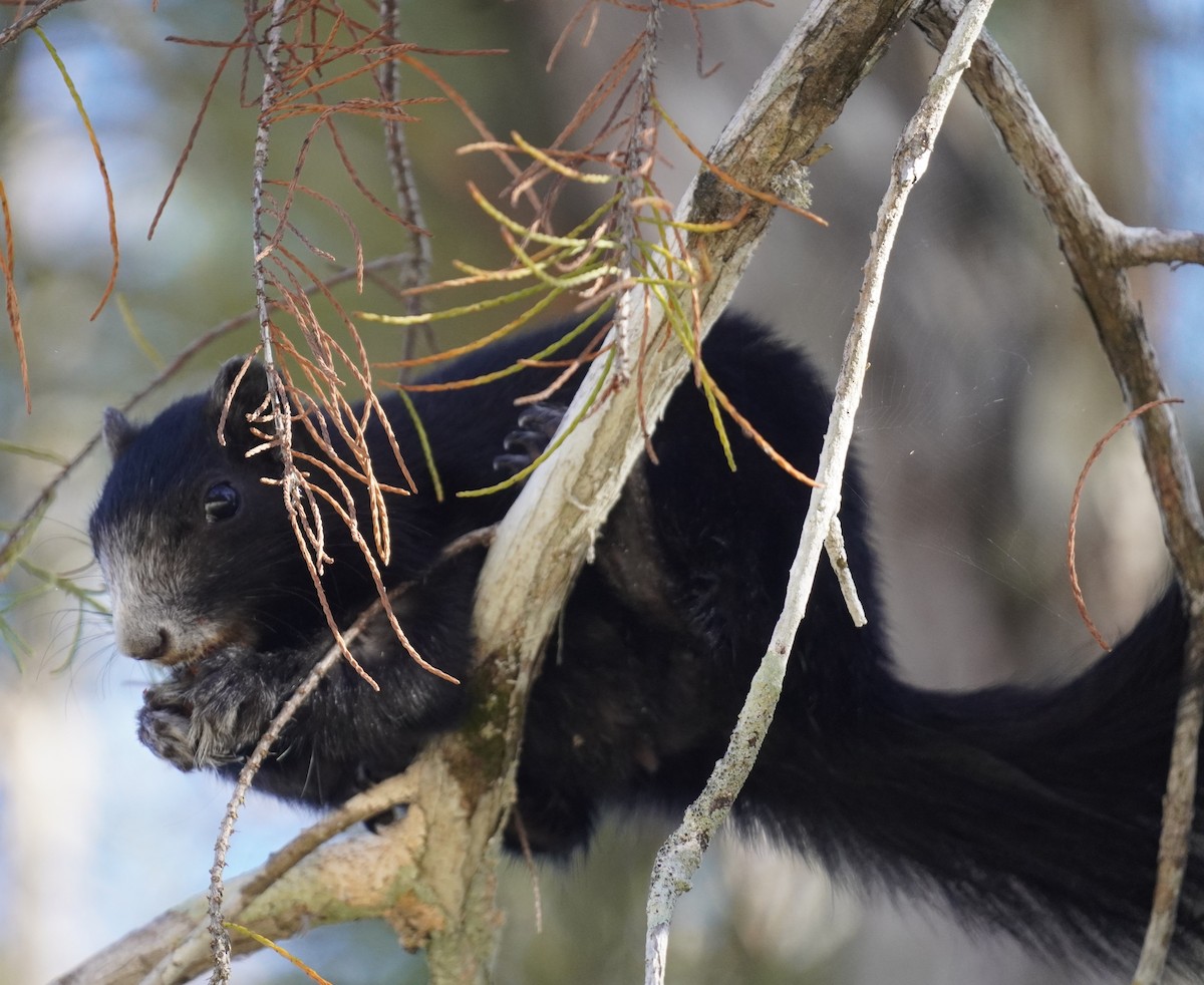 Big Cypress Fox Squirrel - ML646056367