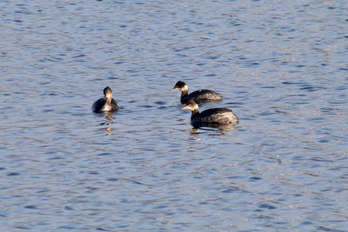 Eared Grebe - ML646056370