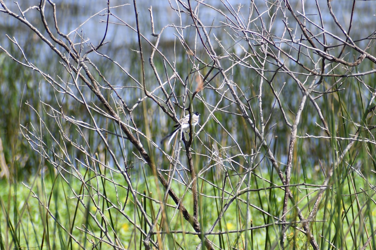 Fork-tailed Flycatcher - ML646056379