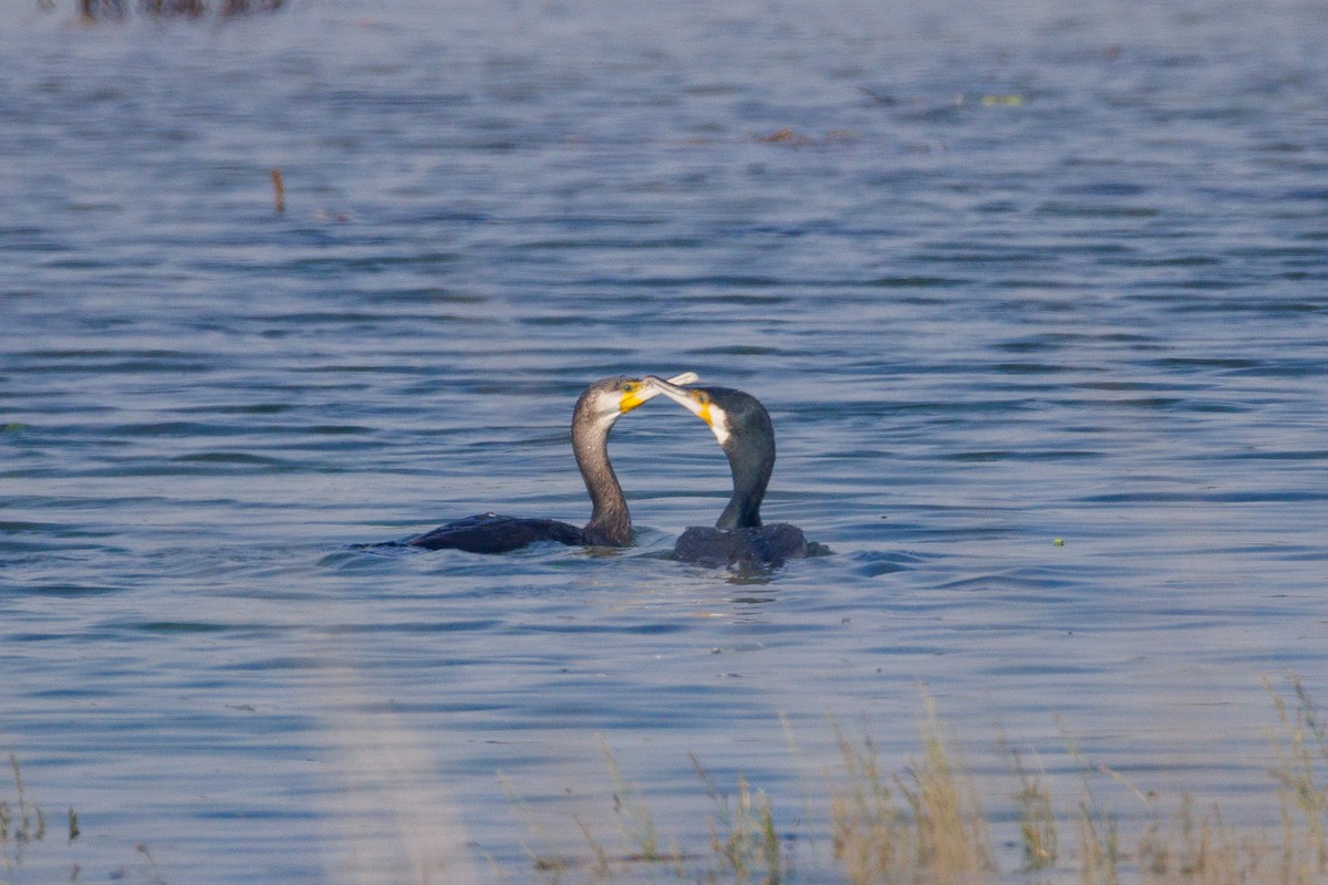 Great Cormorant - ML646056383