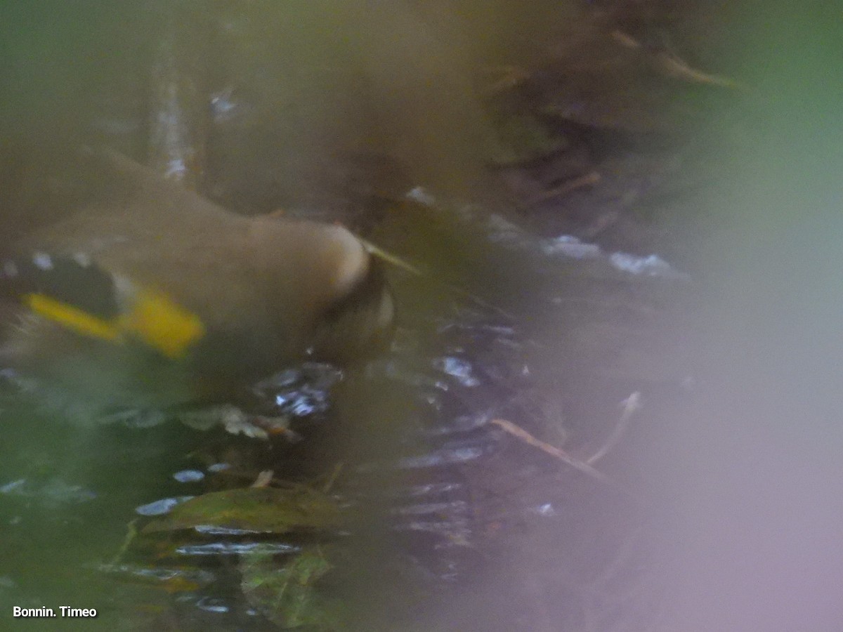 European Goldfinch - ML646056393