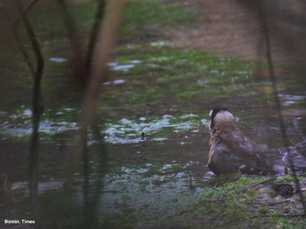European Goldfinch - ML646056395