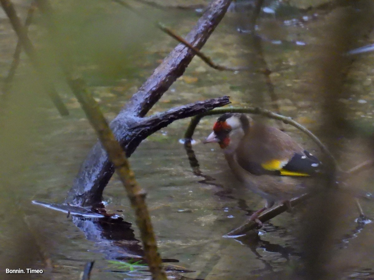 European Goldfinch - ML646056396