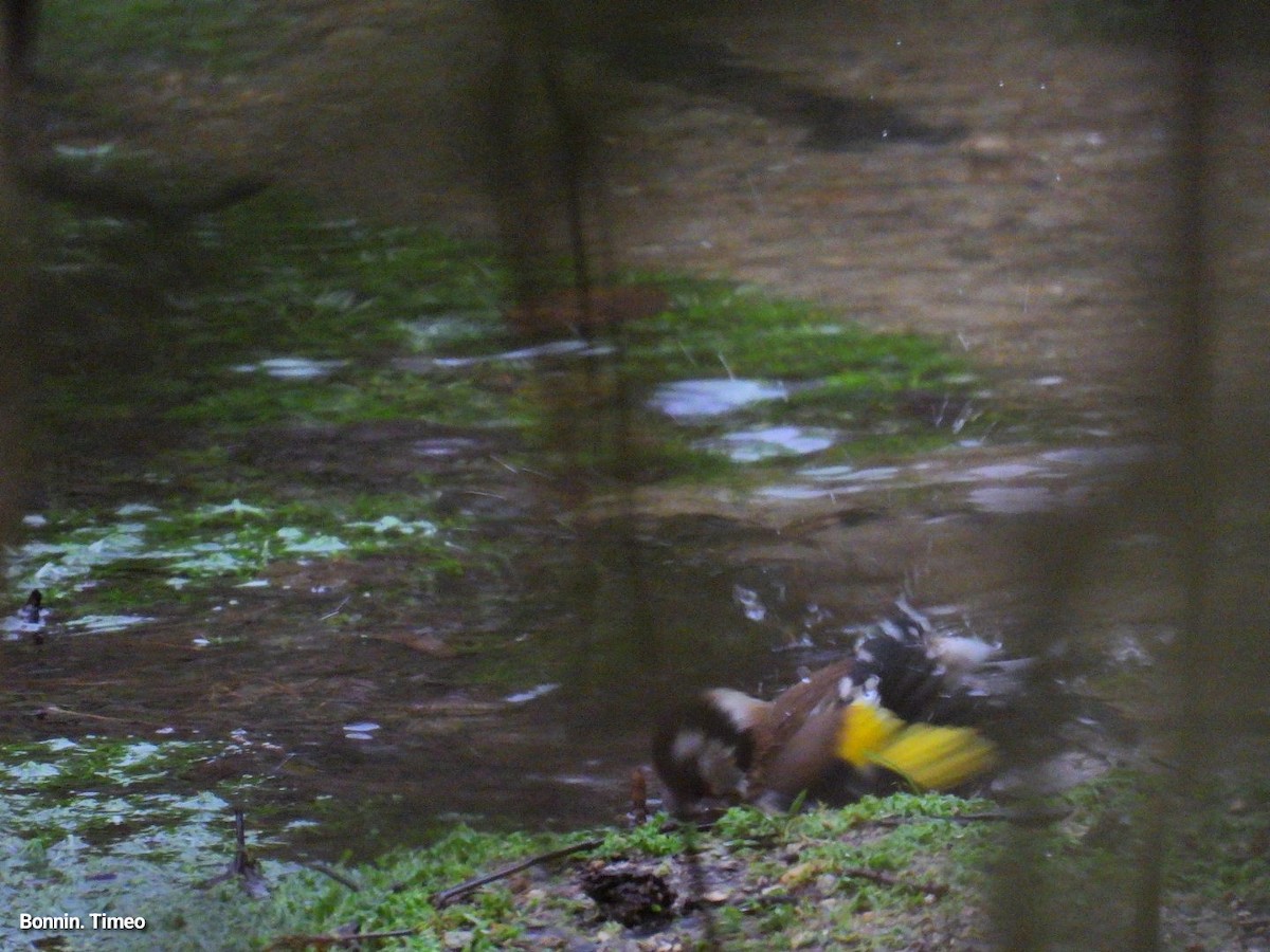 European Goldfinch - ML646056397