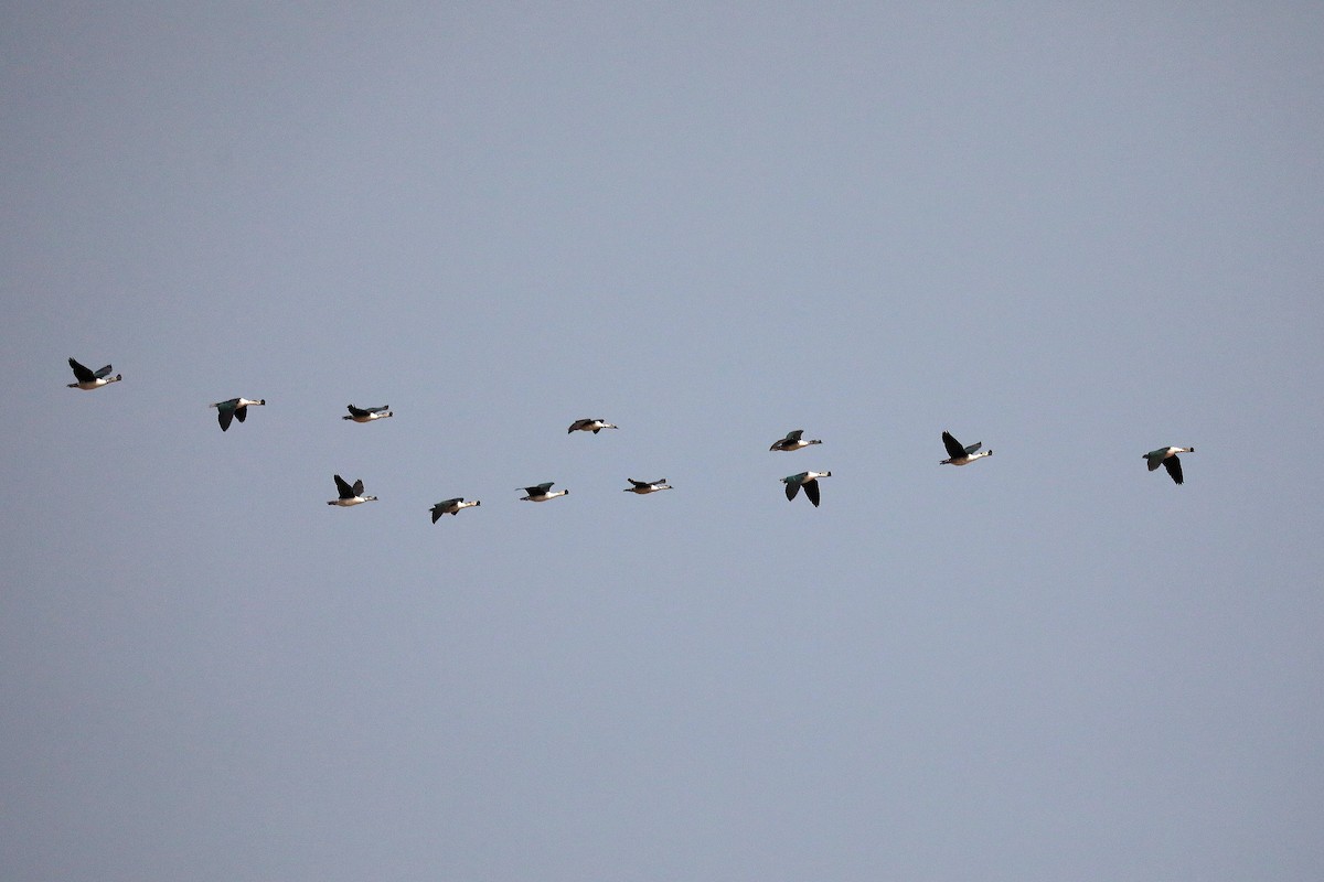 Knob-billed Duck - ML646056399