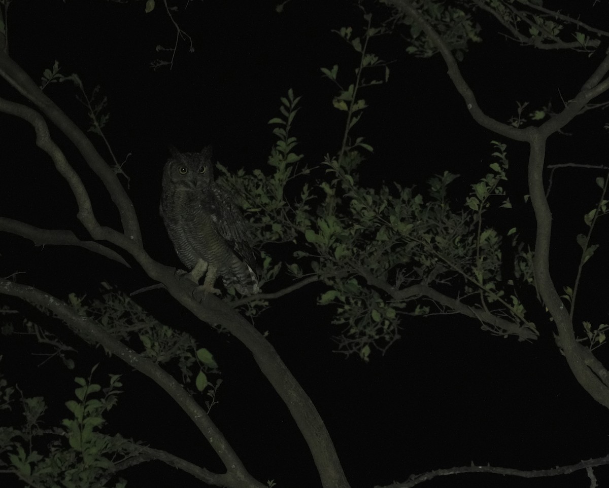 Arabian Eagle-Owl - ML646056400