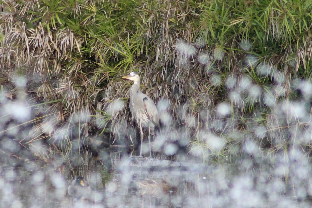 Great Blue Heron - ML646056405