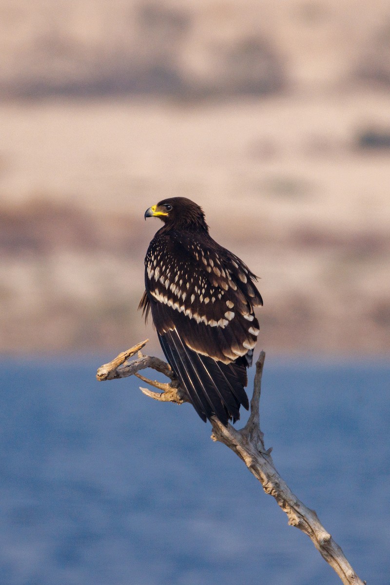 Greater Spotted Eagle - ML646056413