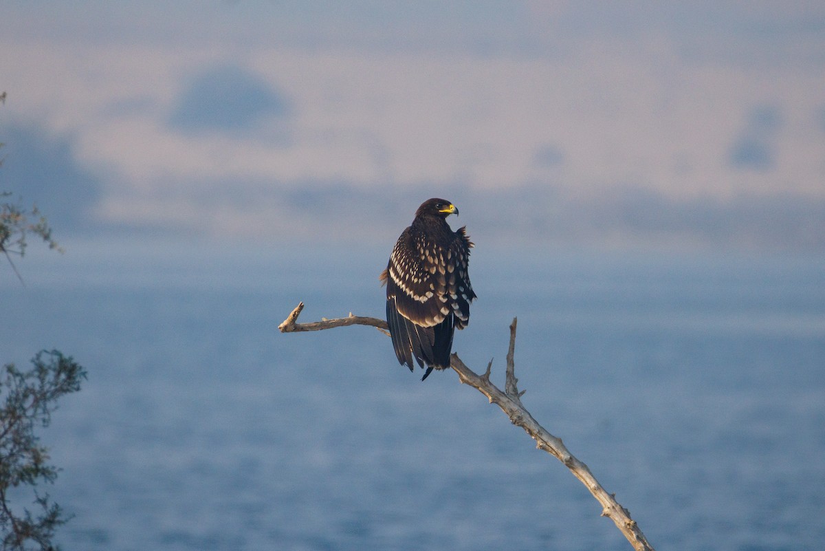 Greater Spotted Eagle - ML646056414