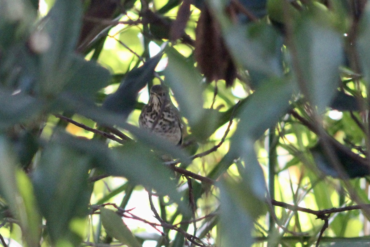 Hermit Thrush - ML646056415
