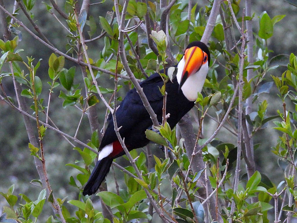 Toco Toucan - ML646056418
