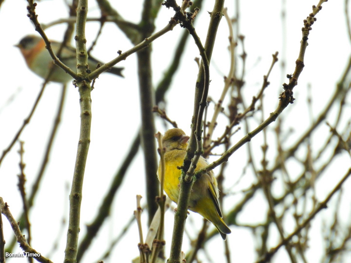 European Greenfinch - ML646056423