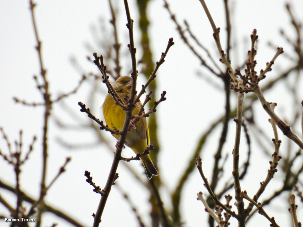 European Greenfinch - ML646056424