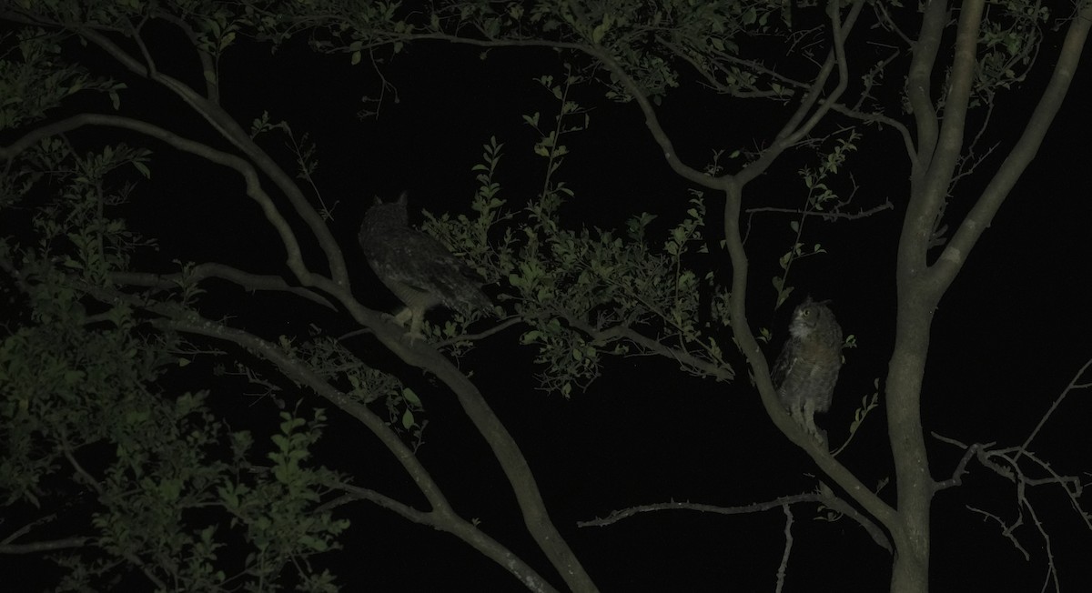 Arabian Eagle-Owl - ML646056428