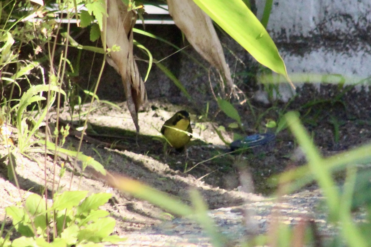 סבכון קנטקי - ML646056429