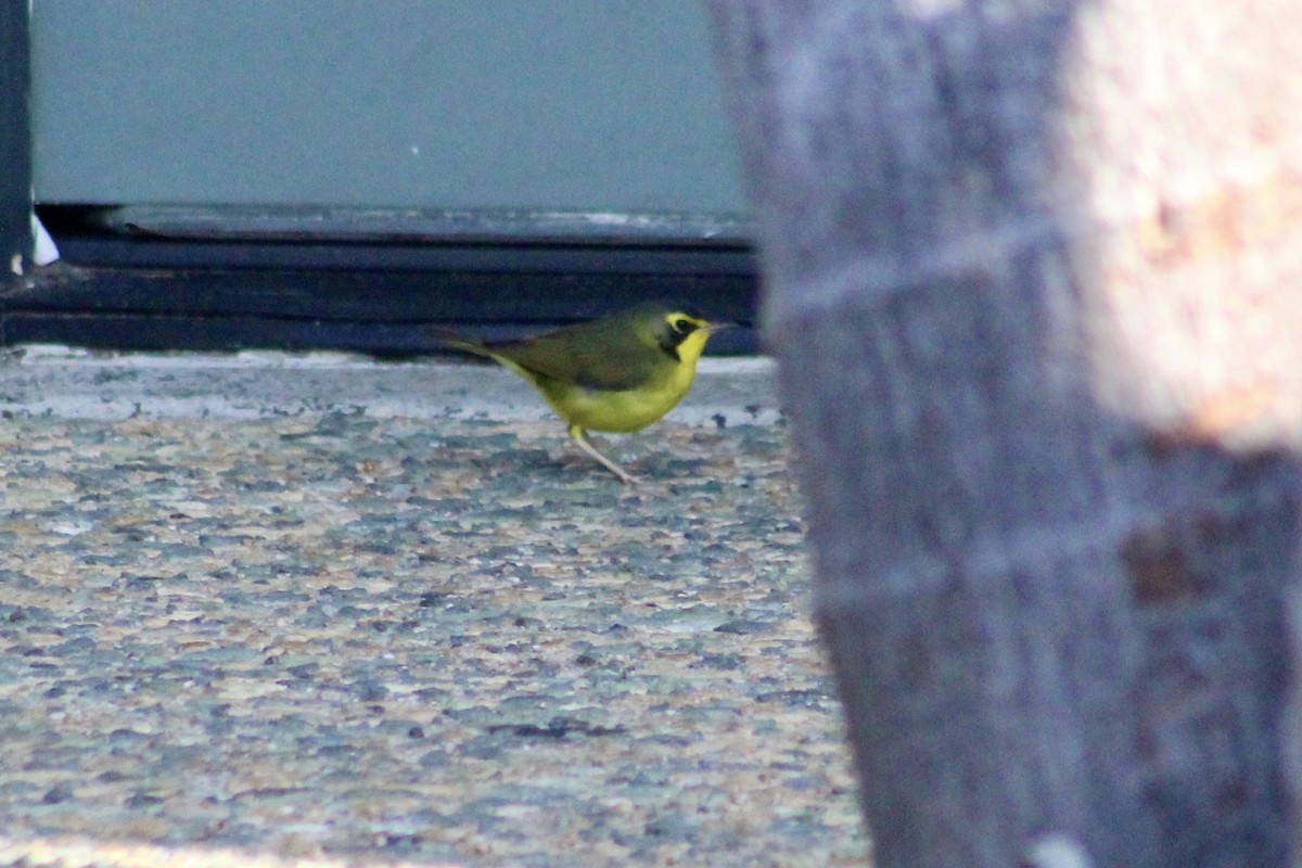 סבכון קנטקי - ML646056430