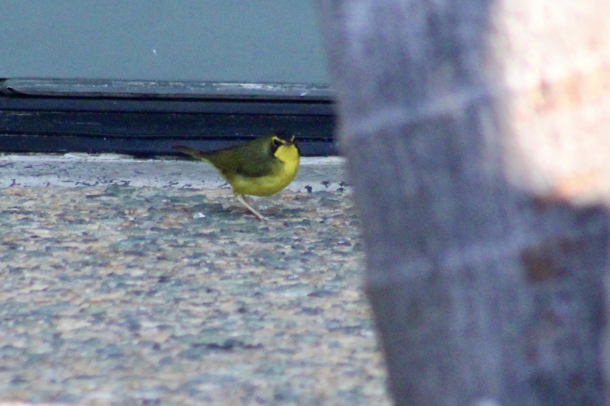 סבכון קנטקי - ML646056431