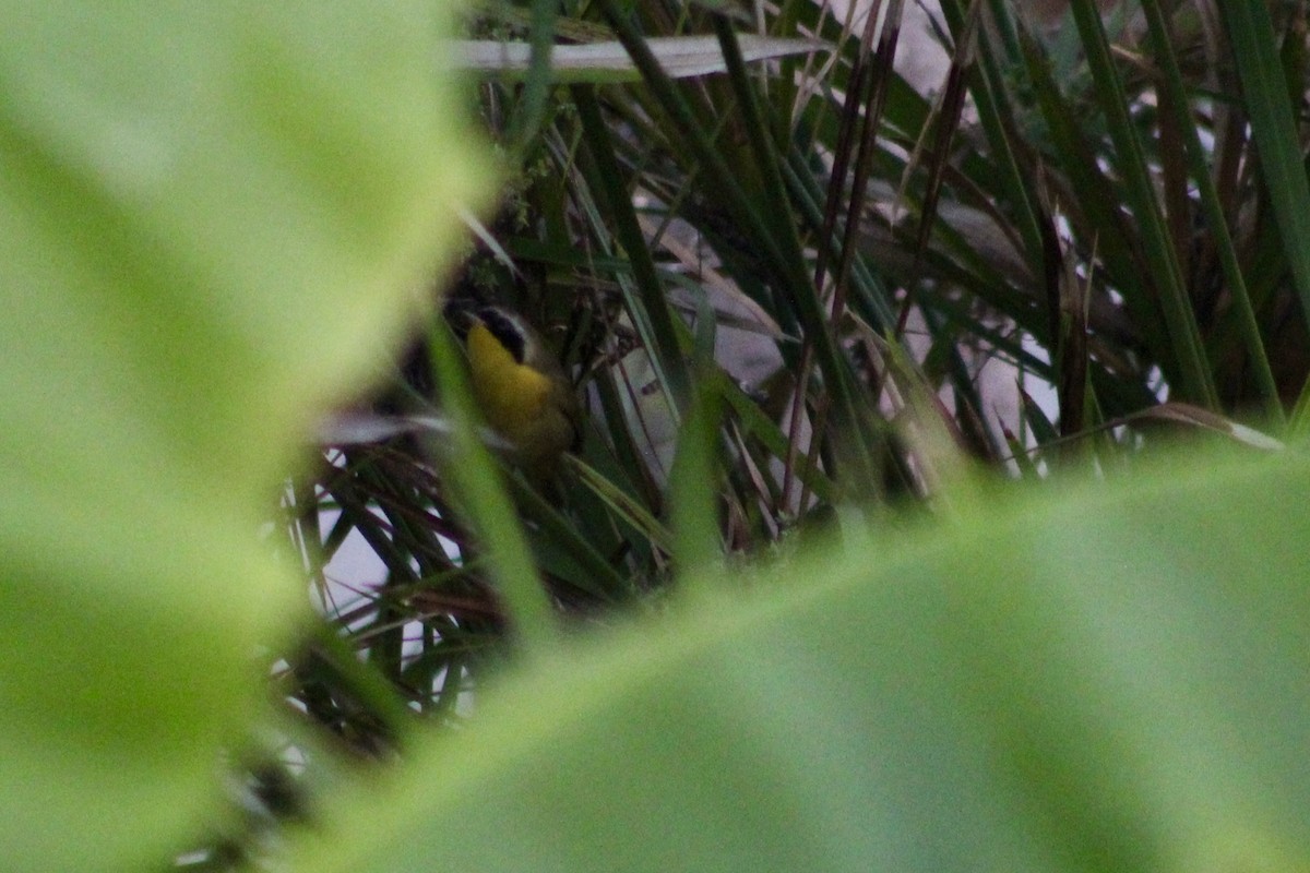 Common Yellowthroat - ML646056437