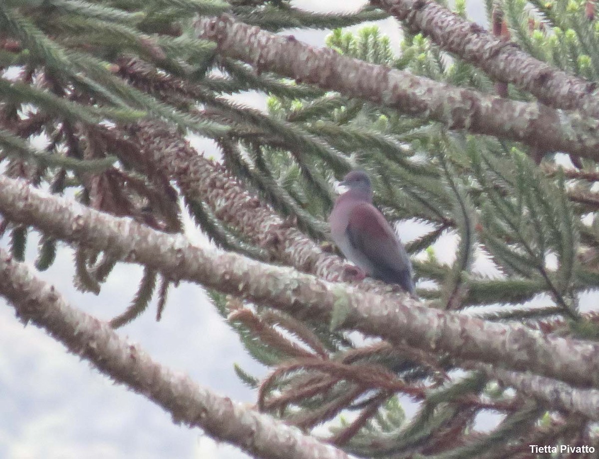 Paloma Colorada - ML646056446