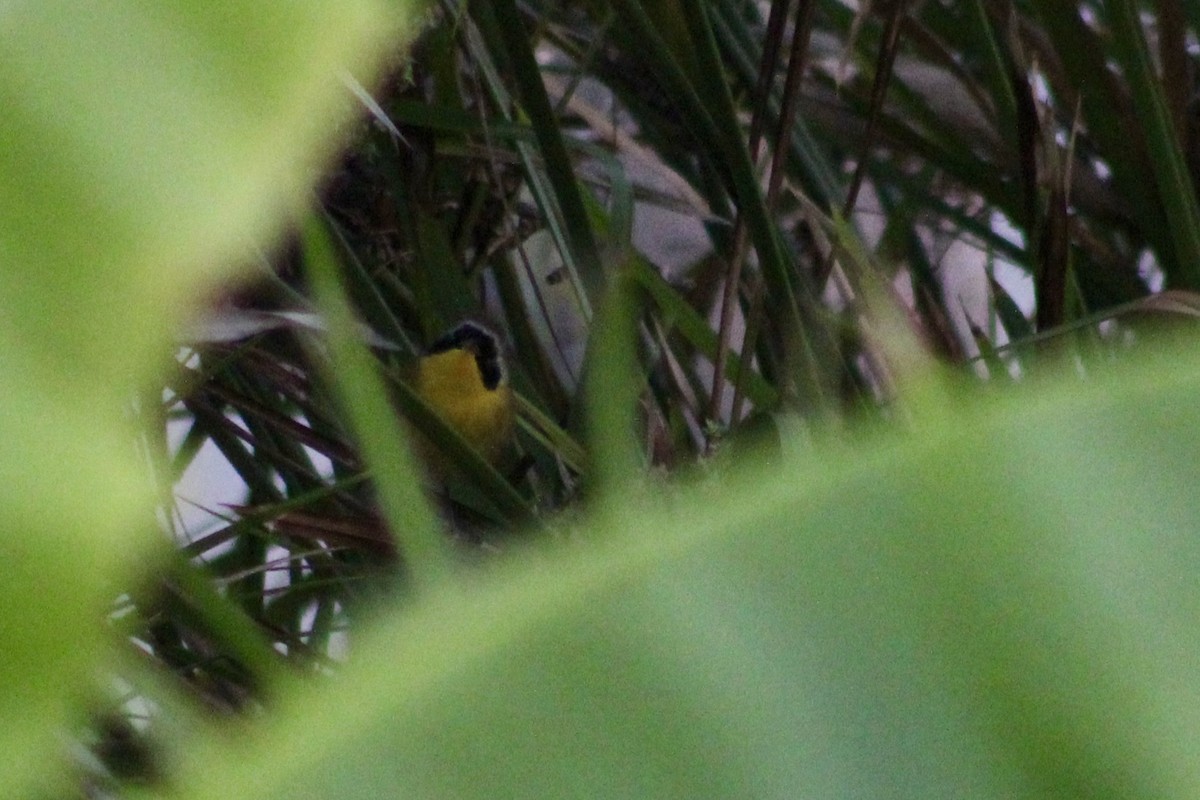 Common Yellowthroat - ML646056448