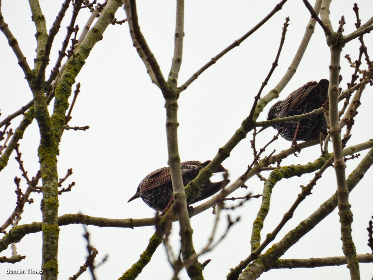 Шпак звичайний - ML646056451