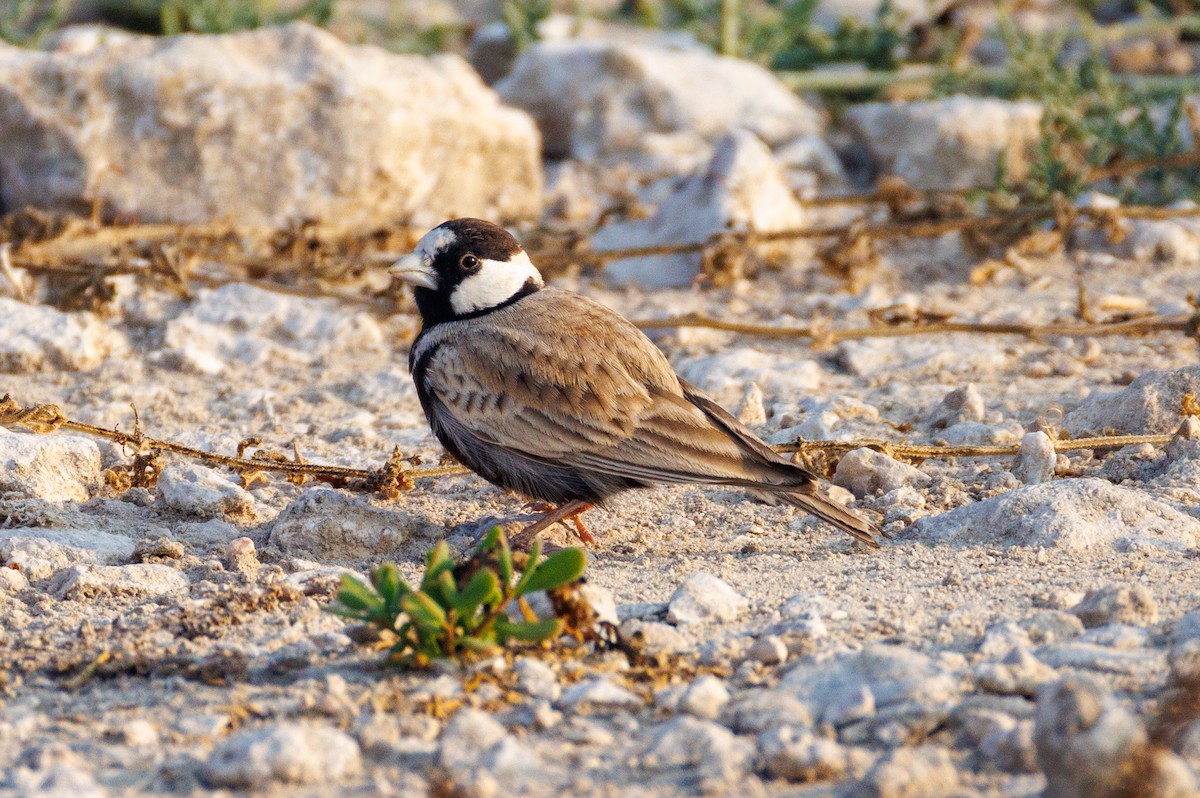 Black-crowned Sparrow-Lark - ML646056456