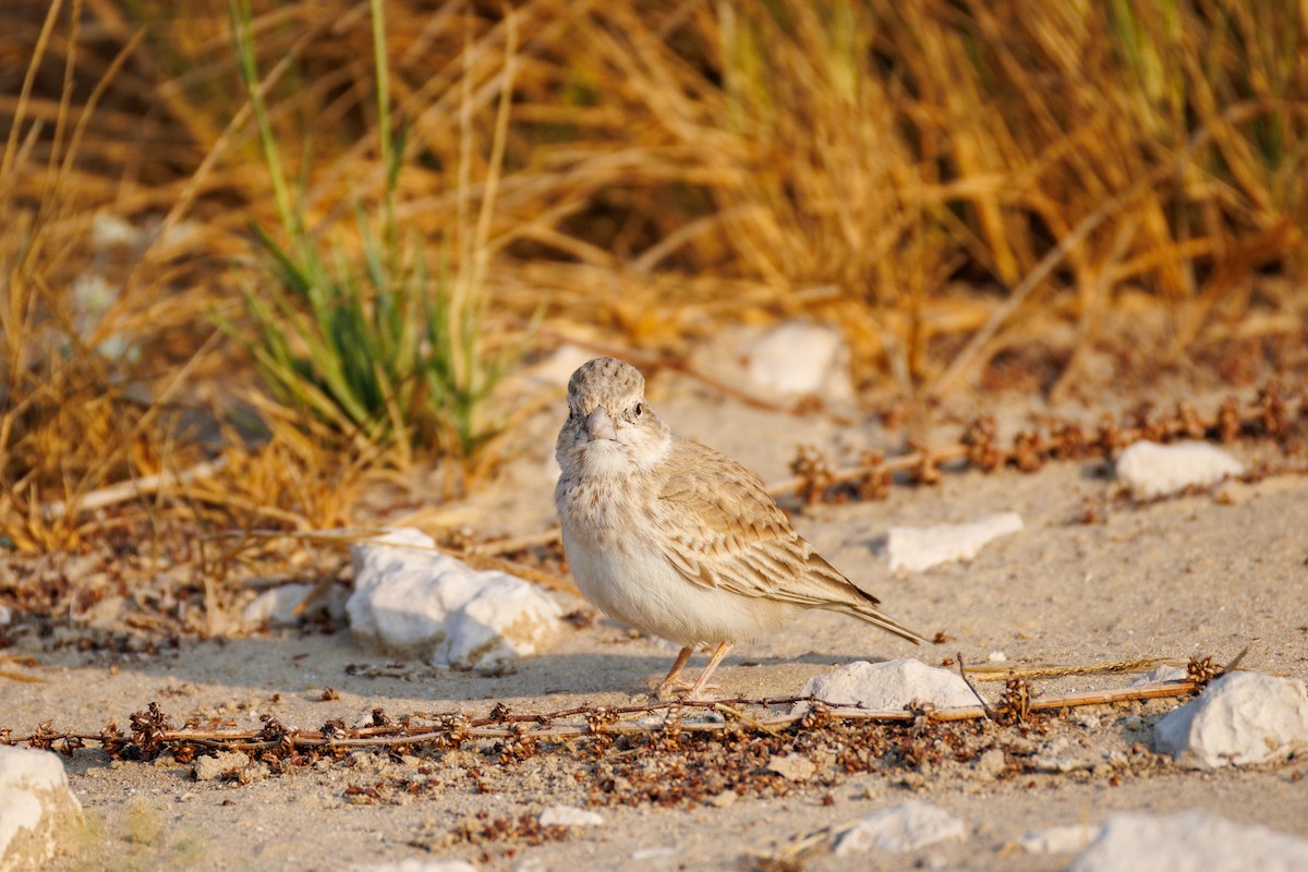 Black-crowned Sparrow-Lark - ML646056458