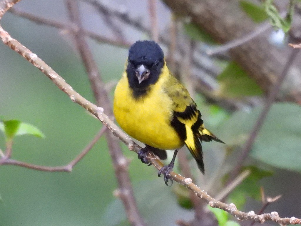 čížek jihoamerický - ML646056464