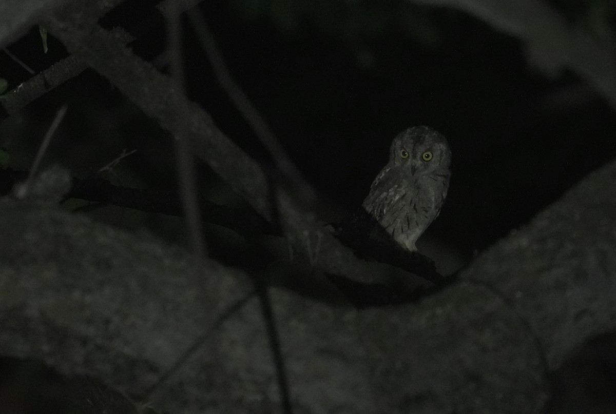 Arabian Scops-Owl - ML646056470