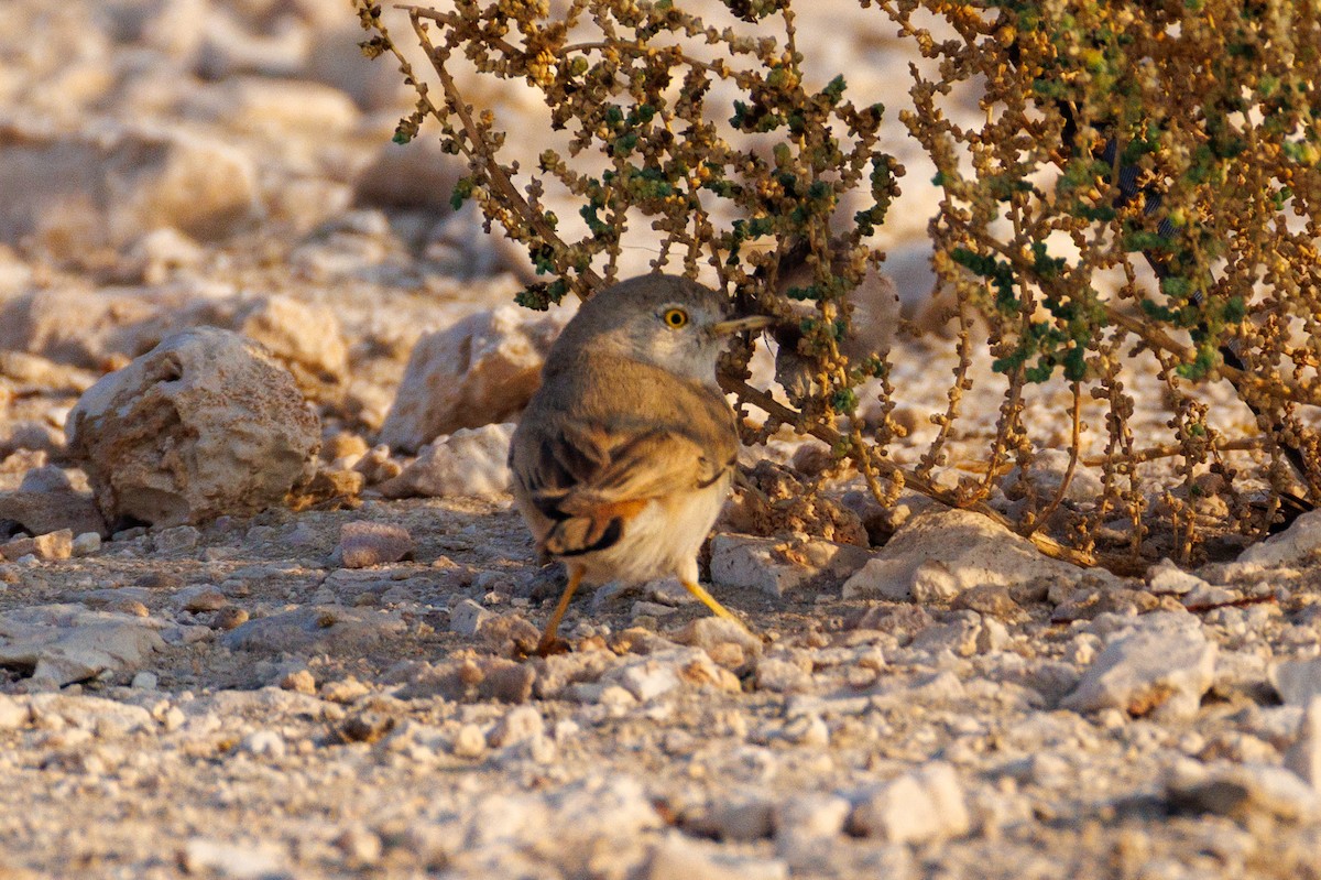 Asian Desert Warbler - ML646056471