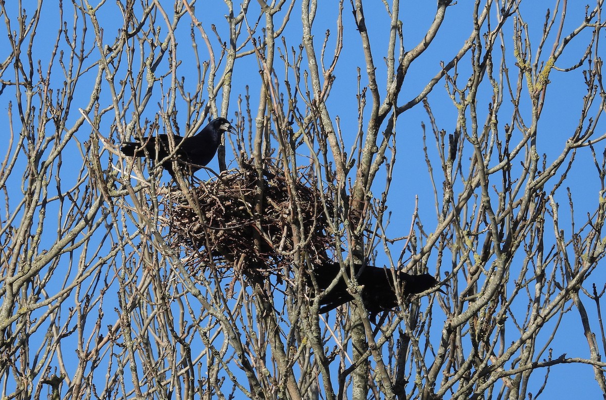 Ekin Kargası - ML646056475