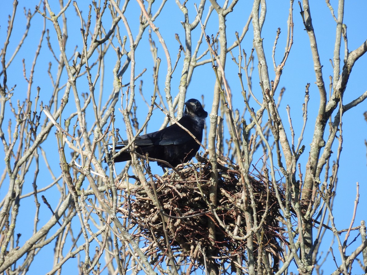 Ekin Kargası - ML646056476