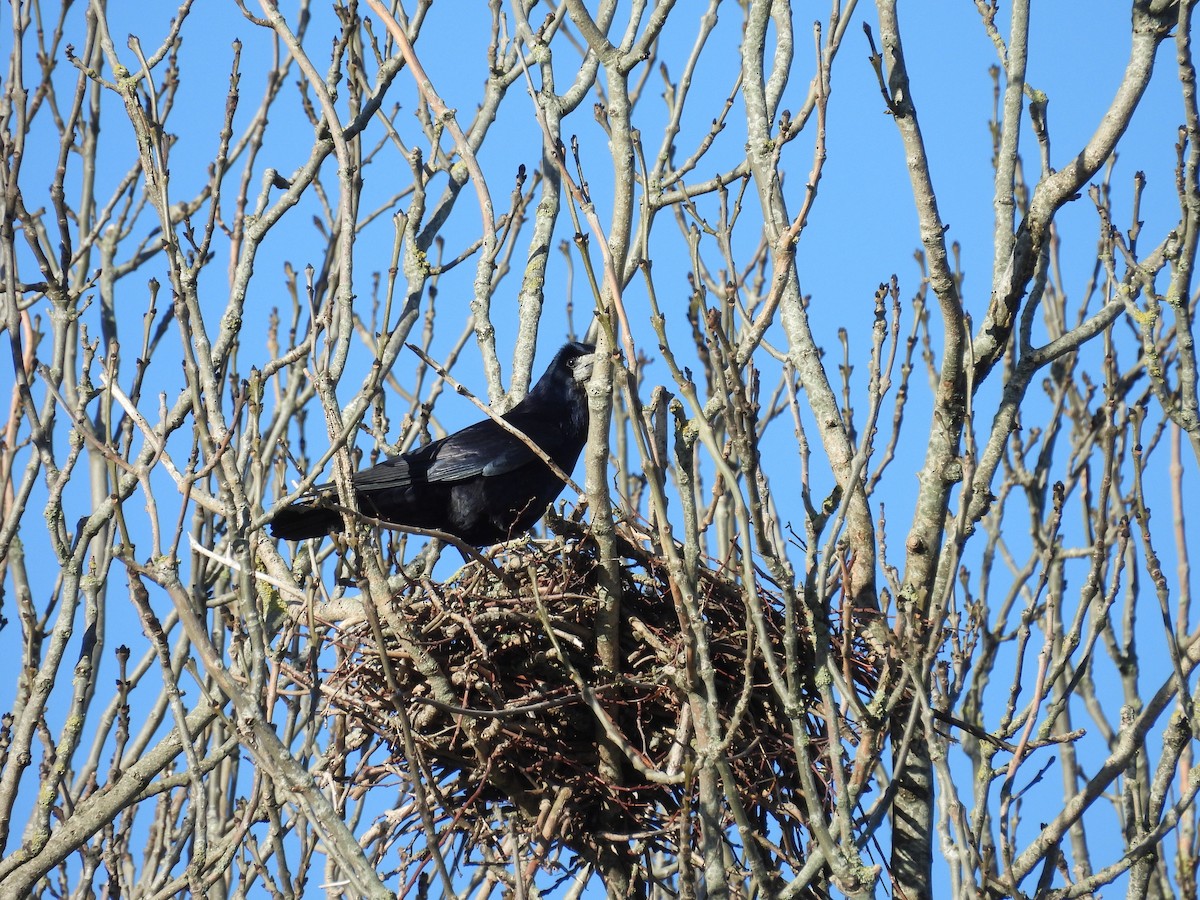 Ekin Kargası - ML646056477