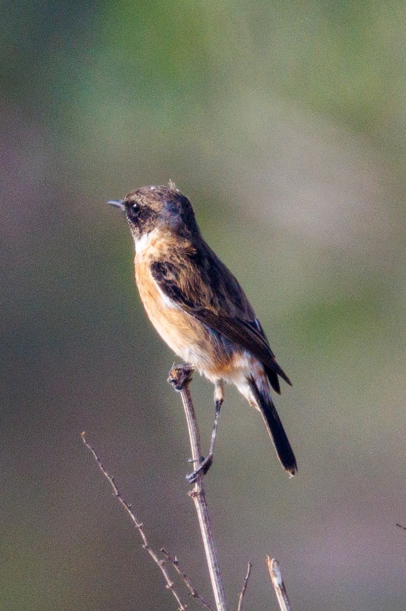 European Stonechat - ML646056481