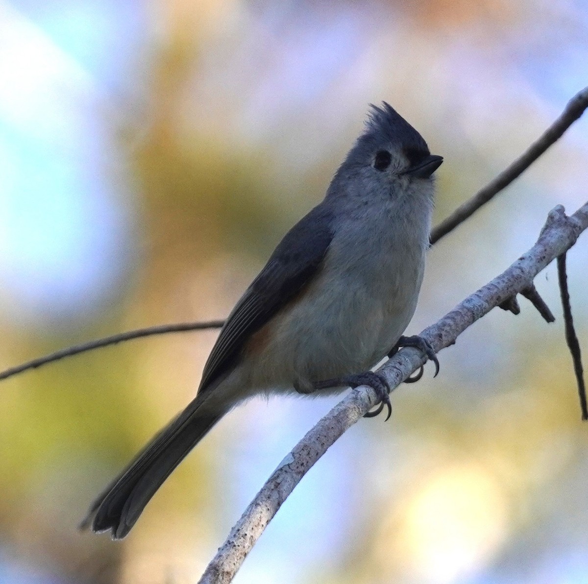 sýkora rezavoboká - ML646056482