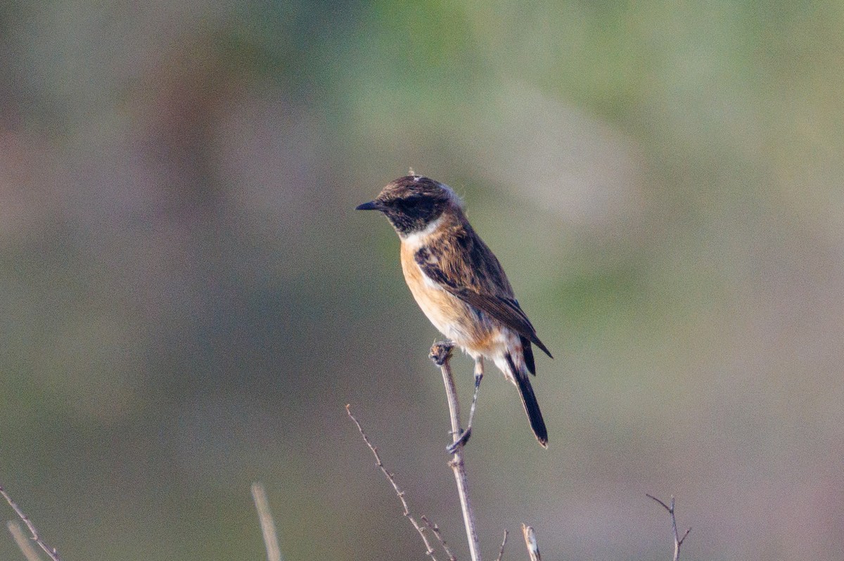 European Stonechat - ML646056483