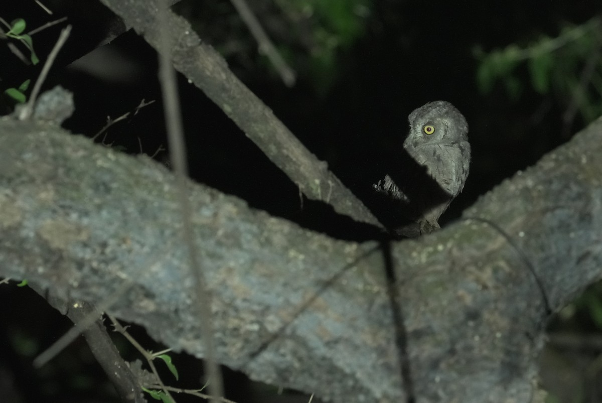 Arabian Scops-Owl - ML646056484