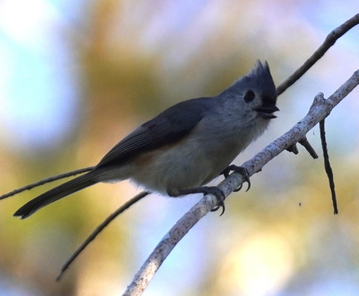 sýkora rezavoboká - ML646056485
