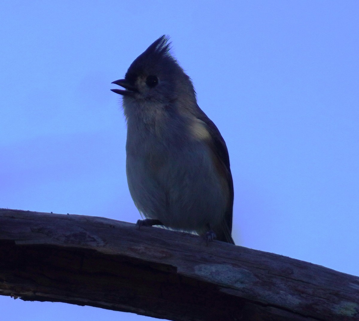 sýkora rezavoboká - ML646056486